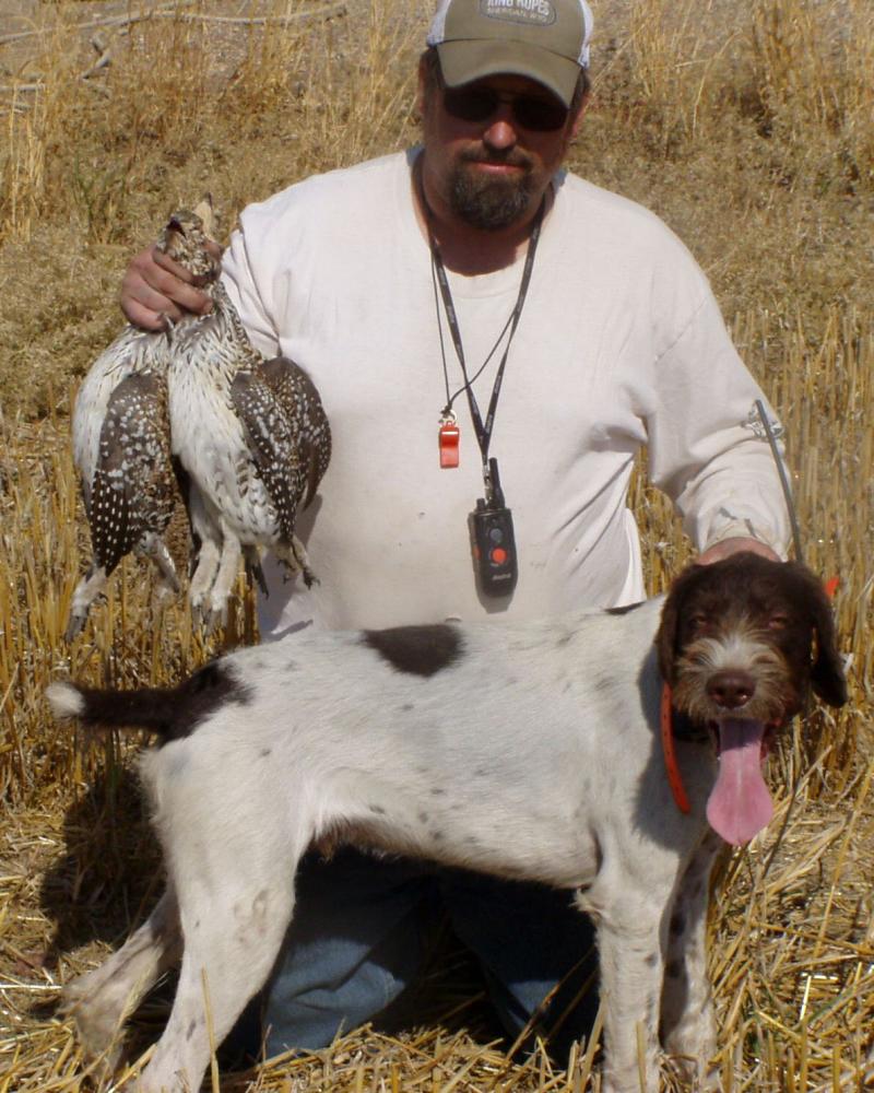 Ralph--first hunt in North Dakota (September 2012)